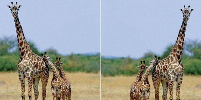 Rare Occurrence as Giraffe Gives Birth to Twins in Nairobi - Kenyans.co.ke